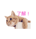 cocotan2017（個別スタンプ：3）