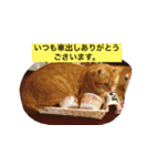 cocotan2017（個別スタンプ：5）