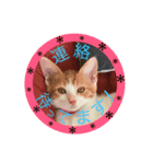 ast.mam Daily conversation2（個別スタンプ：12）