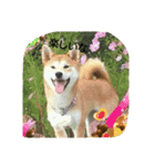 柴きなこです（個別スタンプ：1）