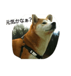 柴きなこです（個別スタンプ：2）