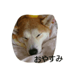 柴きなこです（個別スタンプ：3）