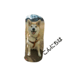 柴きなこです（個別スタンプ：5）