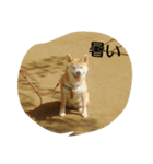 柴きなこです（個別スタンプ：8）