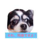 ちわわのあいさつ（個別スタンプ：1）