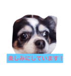ちわわのあいさつ（個別スタンプ：2）