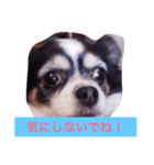 ちわわのあいさつ（個別スタンプ：5）