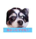 ちわわのあいさつ（個別スタンプ：7）