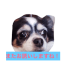 ちわわのあいさつ（個別スタンプ：8）