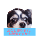 ちわわのあいさつ（個別スタンプ：9）