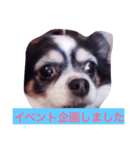 ちわわのあいさつ（個別スタンプ：10）