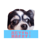 ちわわのあいさつ（個別スタンプ：13）