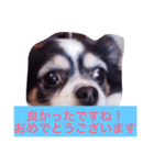 ちわわのあいさつ（個別スタンプ：14）
