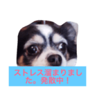 ちわわのあいさつ（個別スタンプ：15）
