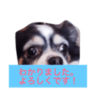 ちわわのあいさつ（個別スタンプ：18）