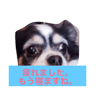 ちわわのあいさつ（個別スタンプ：19）