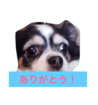 ちわわのあいさつ（個別スタンプ：20）