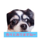 ちわわのあいさつ（個別スタンプ：21）