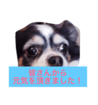 ちわわのあいさつ（個別スタンプ：22）