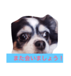 ちわわのあいさつ（個別スタンプ：23）
