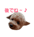 トイプードルQちゃん④（個別スタンプ：1）