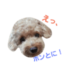 トイプードルQちゃん④（個別スタンプ：3）