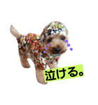 トイプードルQちゃん④（個別スタンプ：5）