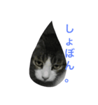 サバ美家族（個別スタンプ：7）