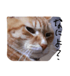 にゃんこの日常生活（個別スタンプ：4）