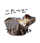 にゃんこの日常生活（個別スタンプ：7）