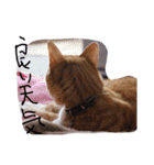 にゃんこの日常生活（個別スタンプ：10）