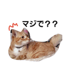 にゃんこの日常生活（個別スタンプ：34）