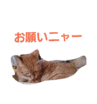 にゃんこの日常生活（個別スタンプ：36）