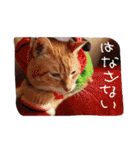 にゃんこの日常生活（個別スタンプ：40）