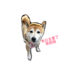 LoveDogDog（個別スタンプ：2）