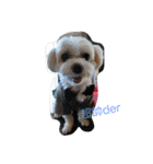 LoveDogDog（個別スタンプ：3）