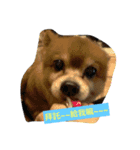 LoveDogDog（個別スタンプ：4）