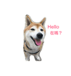 LoveDogDog（個別スタンプ：5）