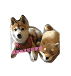 LoveDogDog（個別スタンプ：8）