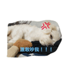 LoveDogDog（個別スタンプ：9）