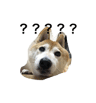 LoveDogDog（個別スタンプ：11）