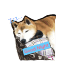 LoveDogDog（個別スタンプ：14）