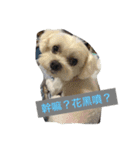 LoveDogDog（個別スタンプ：15）