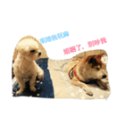 LoveDogDog（個別スタンプ：16）