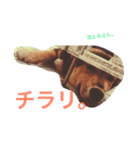 KOTARO Collection（個別スタンプ：6）