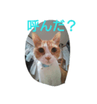 面白可愛いにゃんこ達（個別スタンプ：3）