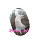 面白可愛いにゃんこ達（個別スタンプ：6）