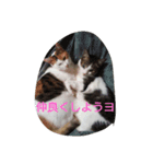 面白可愛いにゃんこ達（個別スタンプ：8）