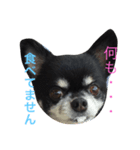 ごまさん。（個別スタンプ：1）