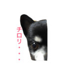 ごまさん。（個別スタンプ：5）